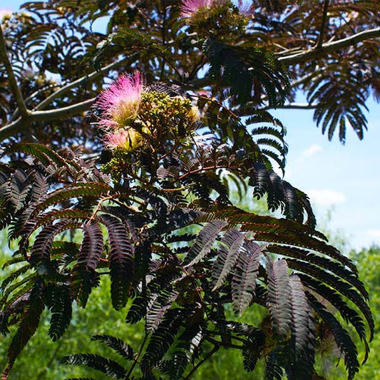 4-5 ft. - Summer Chocolate Mimosa Tree - Deep Purple Foliage and Whimsical Pink Blooms YDJ3_K1LHJ09