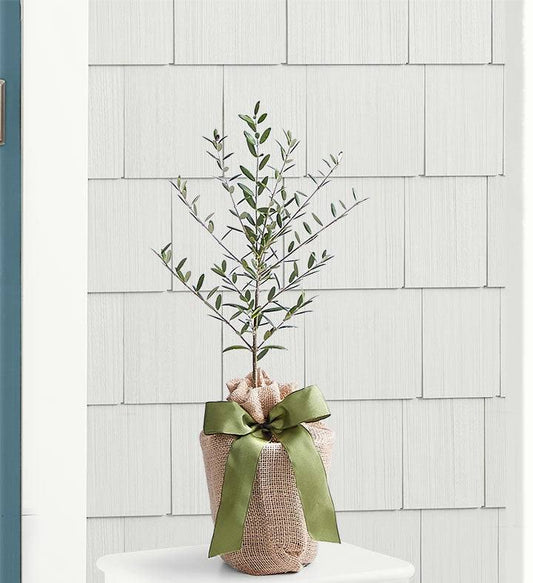 1-800-Flowers New For Fathers Day Olive Tree VKZ6_C6HPJ13