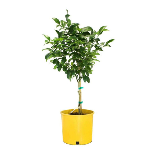 #3 Container Meyer Lemon Evergreen Tree POQ6_L7LSZ82