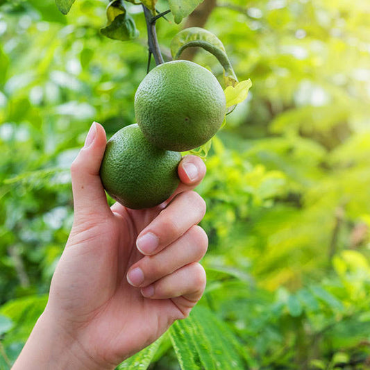 2-3 ft. Tree - Persian Bearss Lime Tree - The Biggest Limes You Can Grow, Outdoor Plant | Brighter Blooms PJT4_K9MNS35