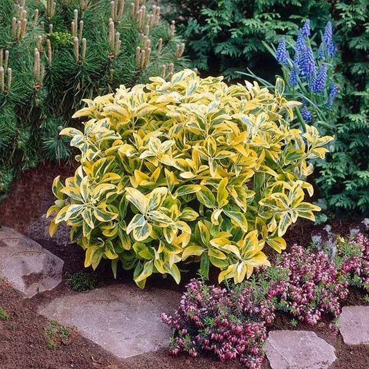 3 Gallon - Golden Euonymus Shrub/Bush - Brilliant Golden Variegated Leaves Bring Your Landscape to Life, Outdoor Plant | Brighter Blooms PTT6_E3GUE56